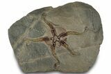 Detailed Ordovician Brittle Star (Ophiura) - Morocco #322492-1